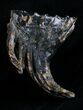 Juvenile Mammoth Molar From North Sea #4245-1